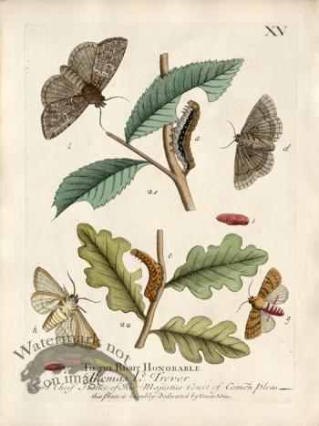 Albin Plate 15